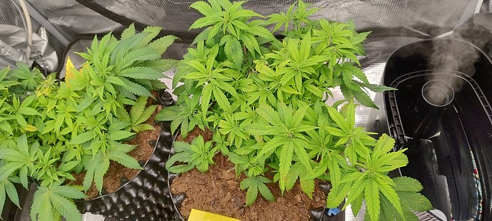 IMG_20251019_210120679_HDR