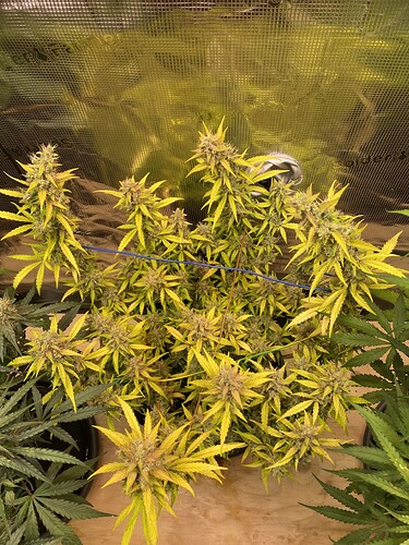 Growreport Bild 81