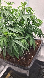 Growreport Bild 24
