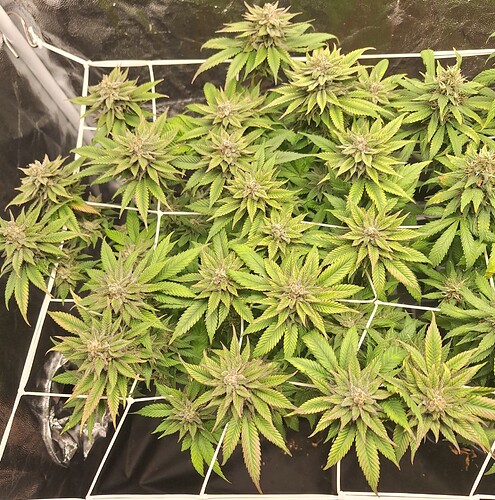 Growreport Bild 10