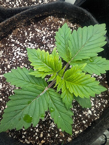 Growreport Bild 3
