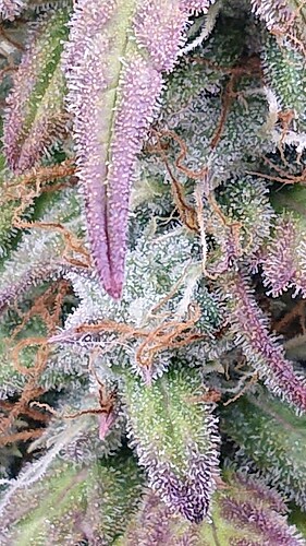 Growreport Bild 29