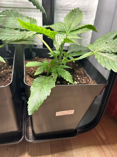 Growreport Bild 3