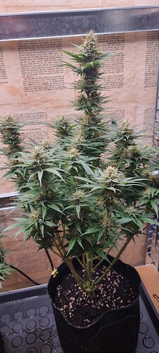 Growreport Bild 7