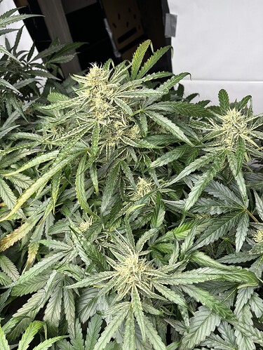 Growreport Bild 56