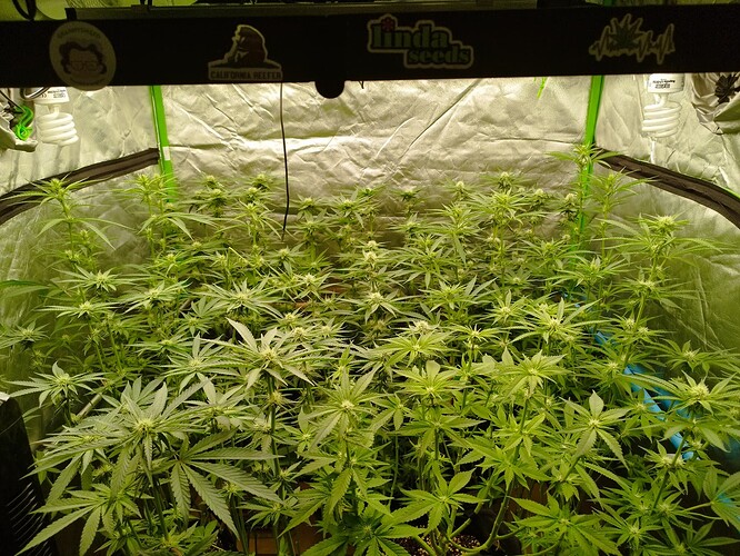 Mehrere junge Cannabispflanzen in einem Growzelt, die sich in der Blütephase befinden und erste Anzeichen von Blütenbildung zeigen.