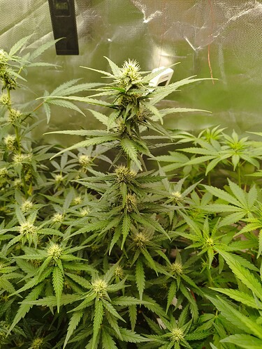 Mehrere Cannabis-Pflanzen in der Blütephase, mit sichtbaren Blütenansätzen und charakteristischen Blättern.