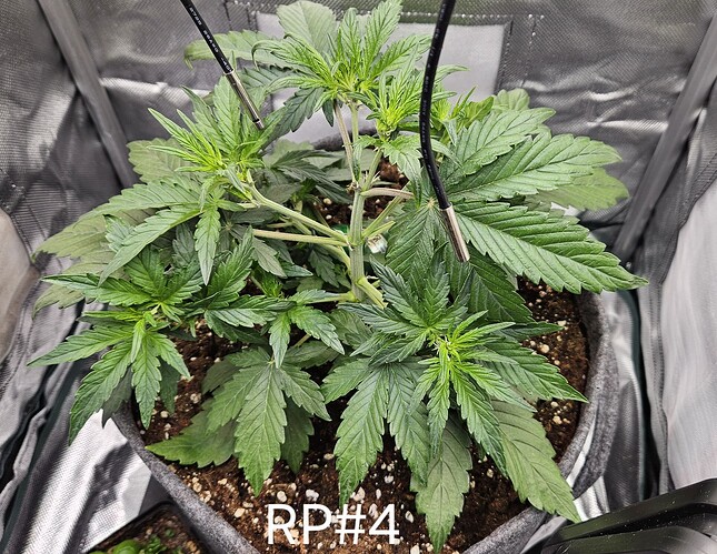 Growreport Bild 6