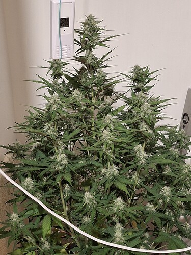 Growreport Bild 152