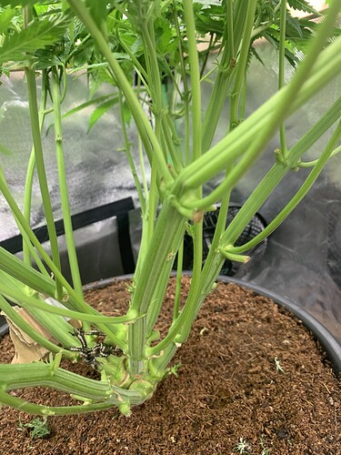 Growreport Bild 4