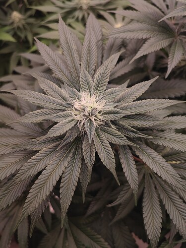 Growreport Bild 60