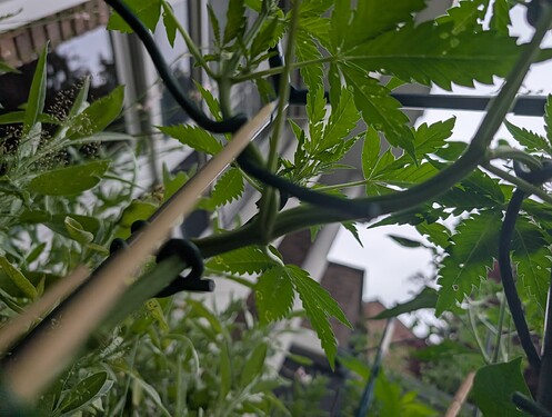 PXL_20250706_053150055