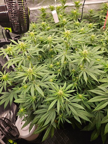 Growreport Bild 27