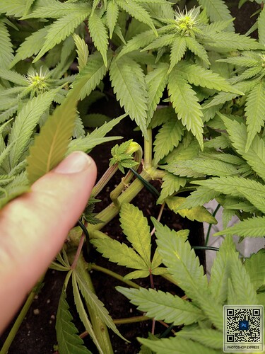 Growreport Bild 2