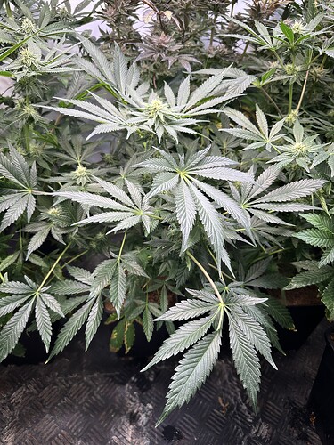 Growreport Bild 22