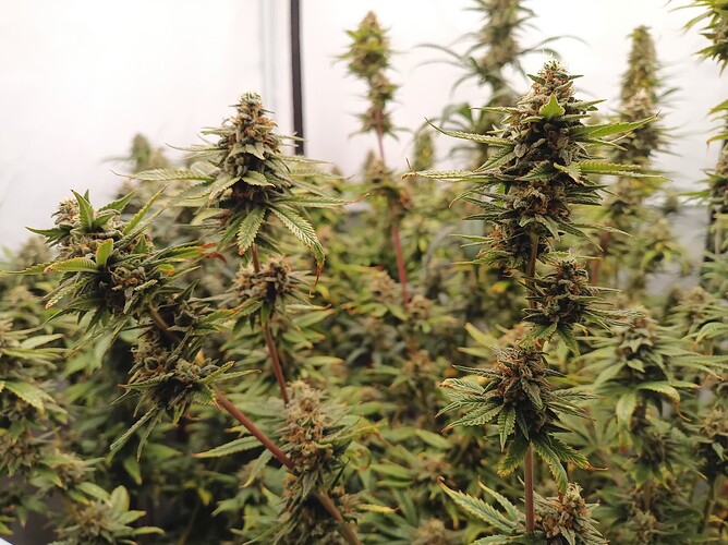 Growreport Bild 36
