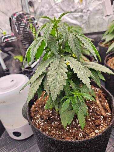 Growreport Bild 37