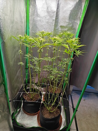 Growreport Bild 8