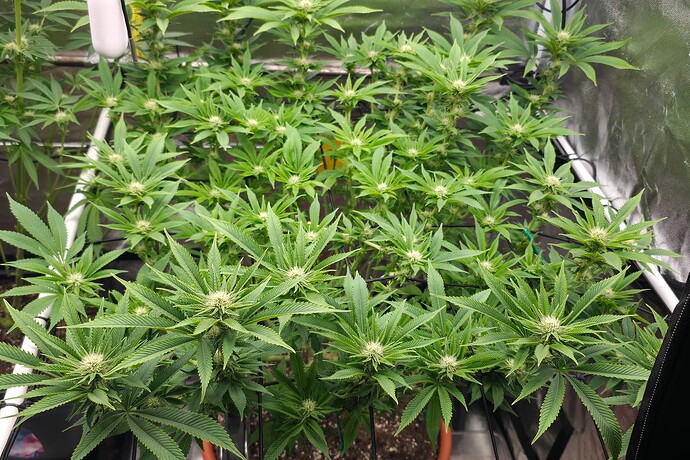Growreport Bild 44