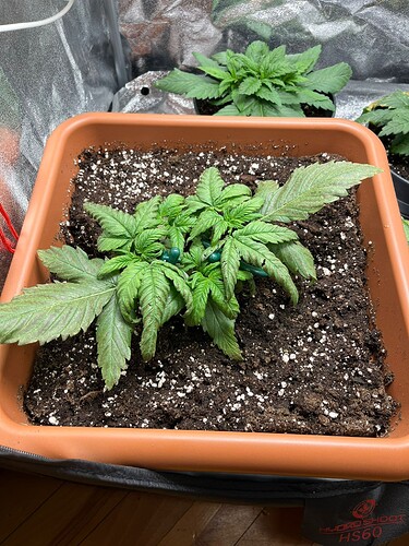 Growreport Bild 3