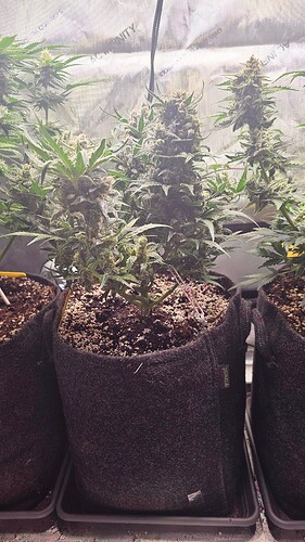 Growreport Bild 4