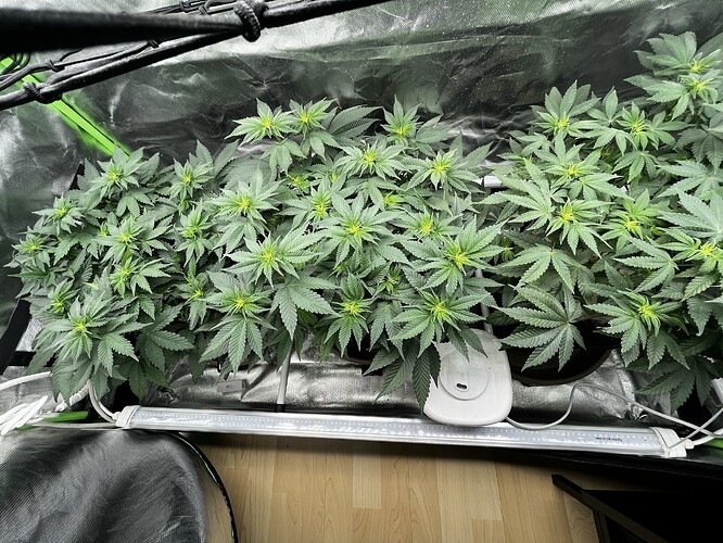 Growreport Bild 13