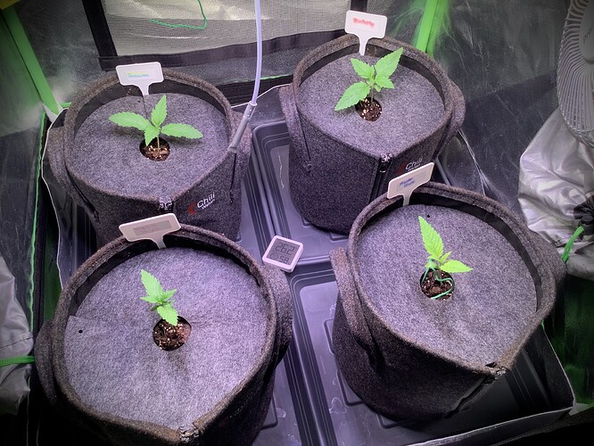 Growreport Bild 4