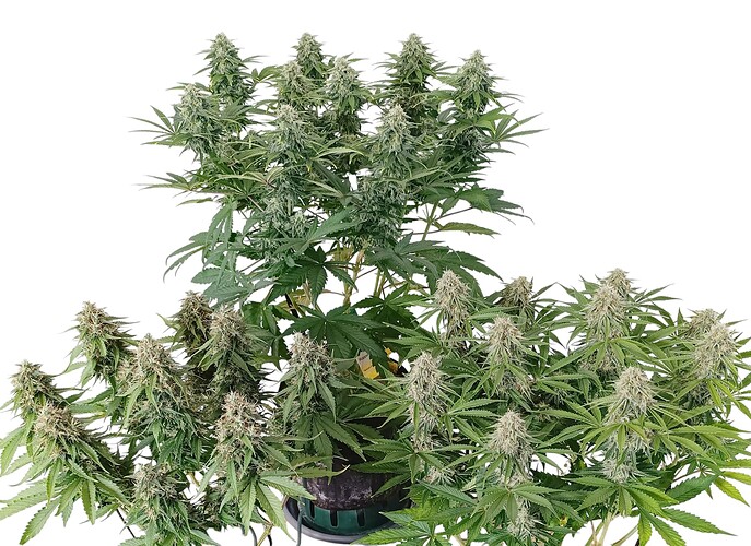 IMG_20250423_181500 (1)