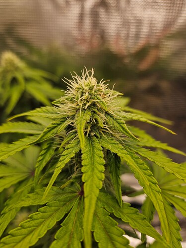 Growreport Bild 74
