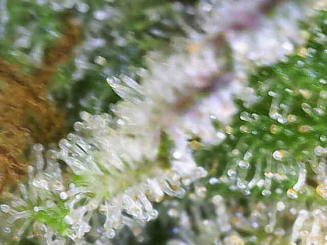 Growreport Bild 12