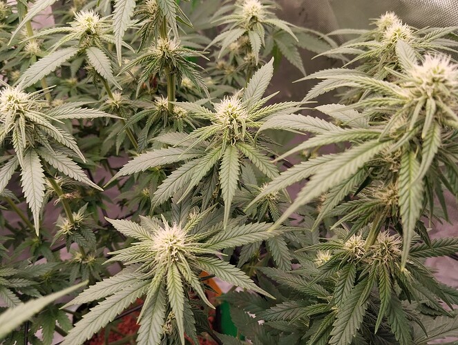 Growreport Bild 12