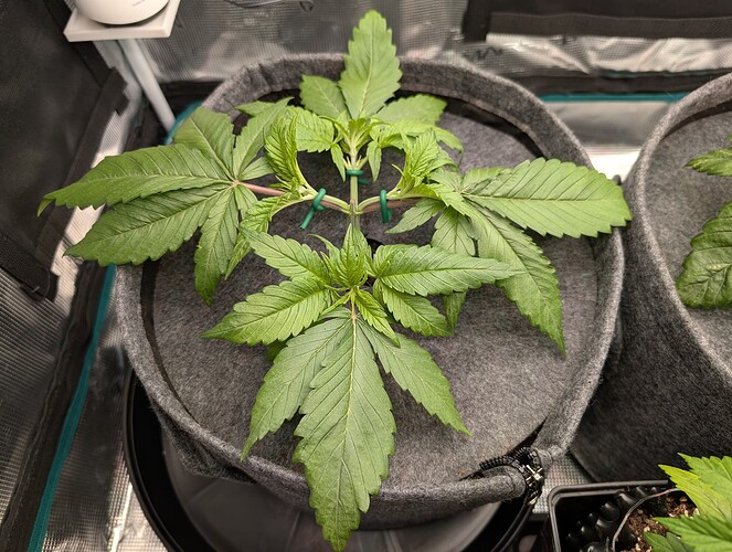 Growreport Bild 6