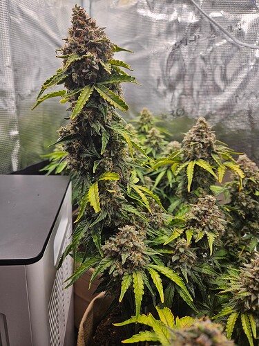 Growreport Bild 5