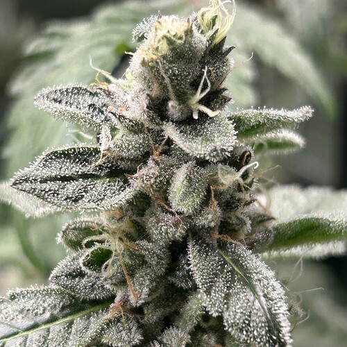 Growreport Bild 8