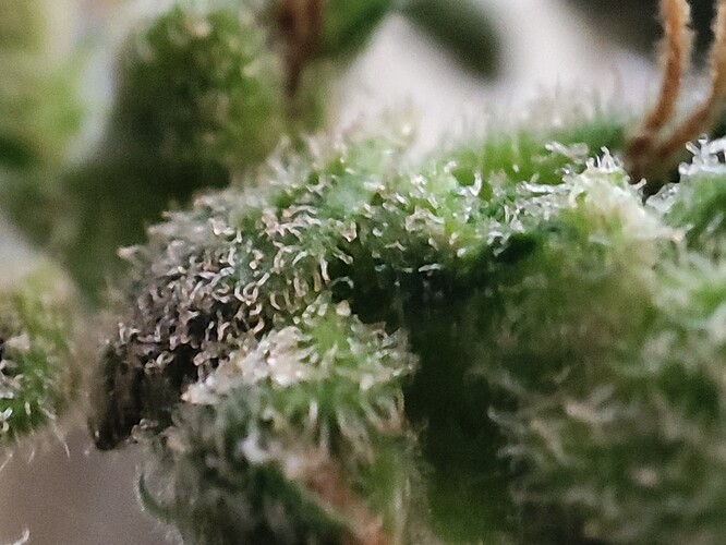 Growreport Bild 46