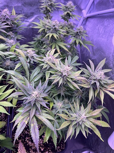 Growreport Bild 15