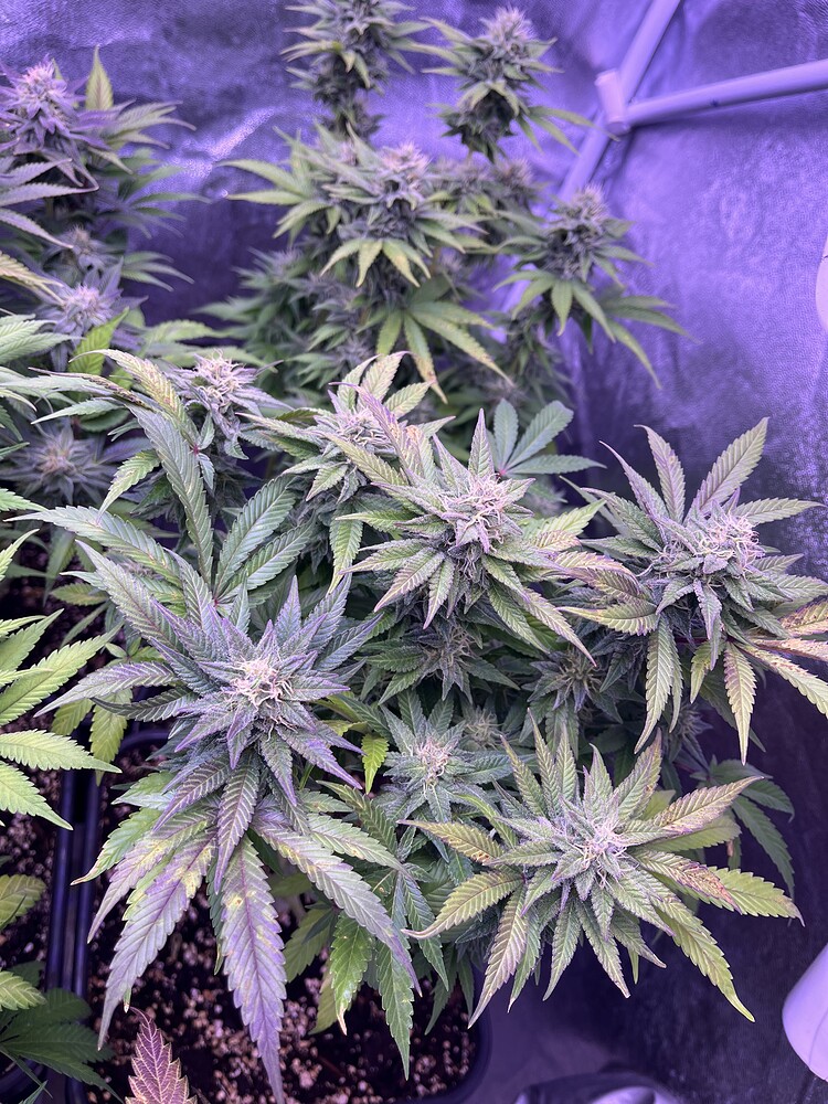 Grow nr#4 FrozenBlackcherry, Sleepy Joe, OG Kush & Runtz mal schauen was passiert