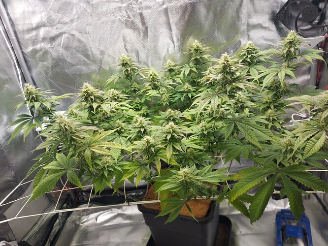 Growreport Bild 4