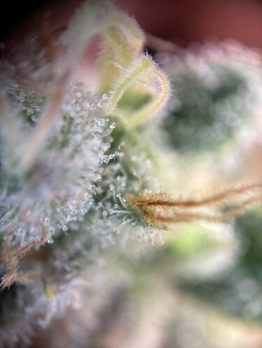 Growreport Bild 33
