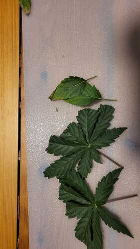 Growreport Bild 2