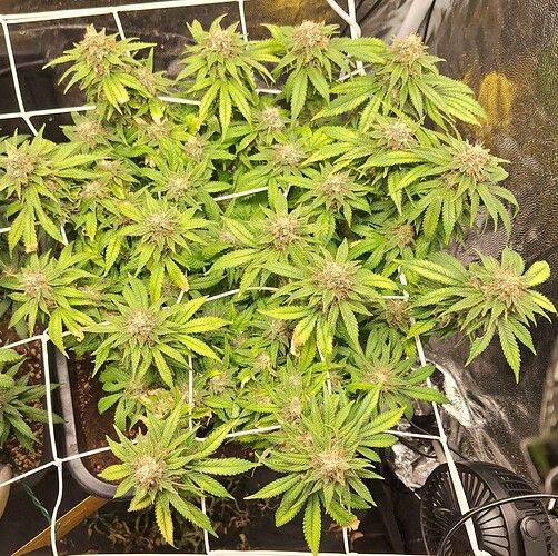 Growreport Bild 9