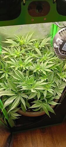 Growreport Bild 3