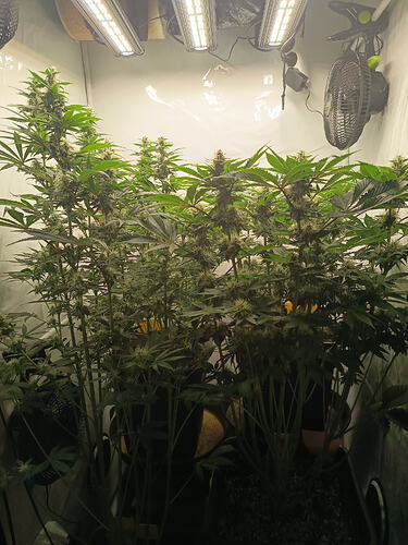 Growreport Bild 2