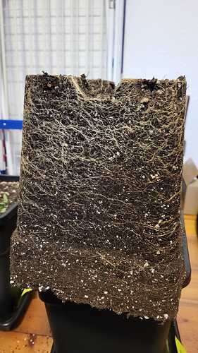 Growreport Bild 31