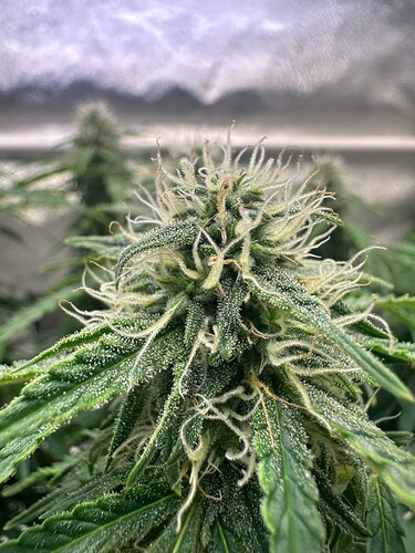 Growreport Bild 10