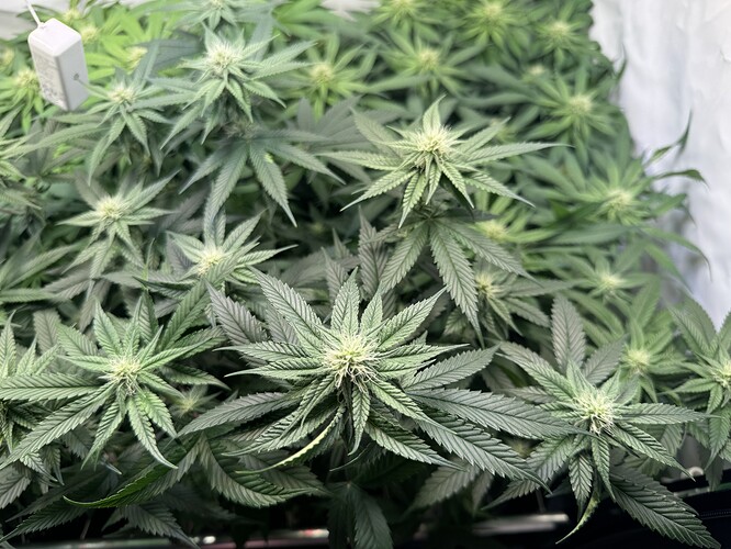 Growreport Bild 20