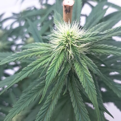 Growreport Bild 16