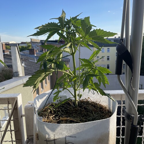Growreport Bild 9