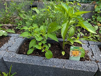 PXL_20250530_102921716