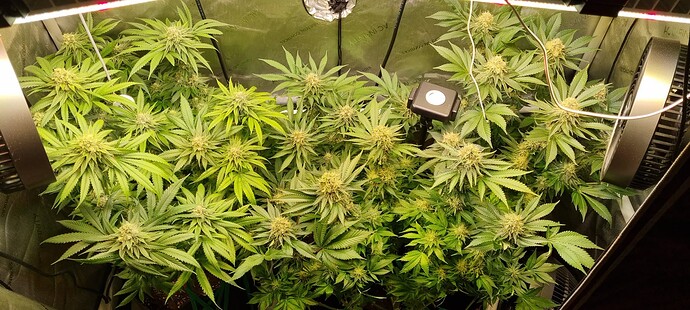 Growreport Bild 7